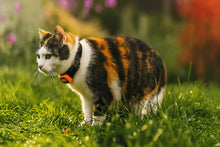 Load image into Gallery viewer, KittyFind GPS Collar
